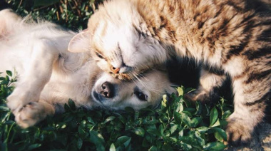 Qué propone el proyecto que busca ampliar la protección de los animales en Santa Fe