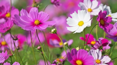 Las 7 plantas para sembrar en septiembre y tener flores multicolores en el verano