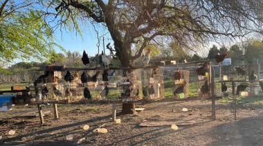 Rescataron más de 50 aves de riña en Rosario