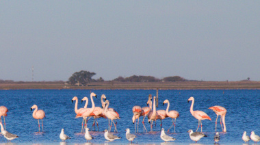 Flamencos en las lagunas de Santa Fe: un espectáculo natural único