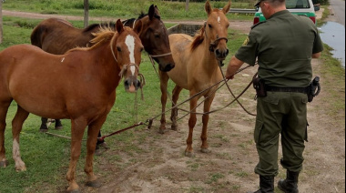 La Municipalidad refuerza los controles por animales sueltos