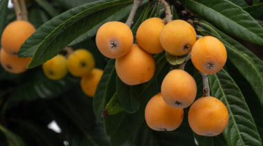 Nísperos: Una fruta deliciosa que puede comerse fresca o preparada en mil recetas