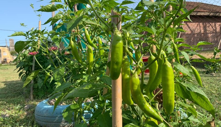 Capacitación en Producción de Sustratos y Reproducción de Hortalizas y Esquejes