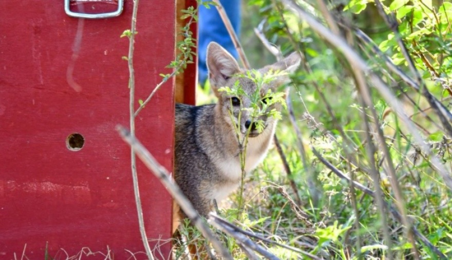 Animales silvestres rescatados en la provincia regresaron a su hábitat natural