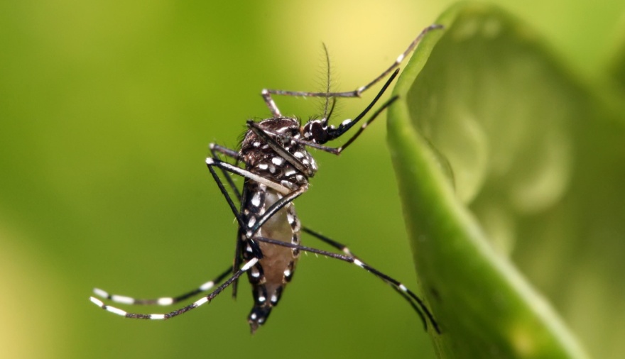 Aumentan los casos de dengue en Arroyo Seco pero sin riesgo de brote, según Salud