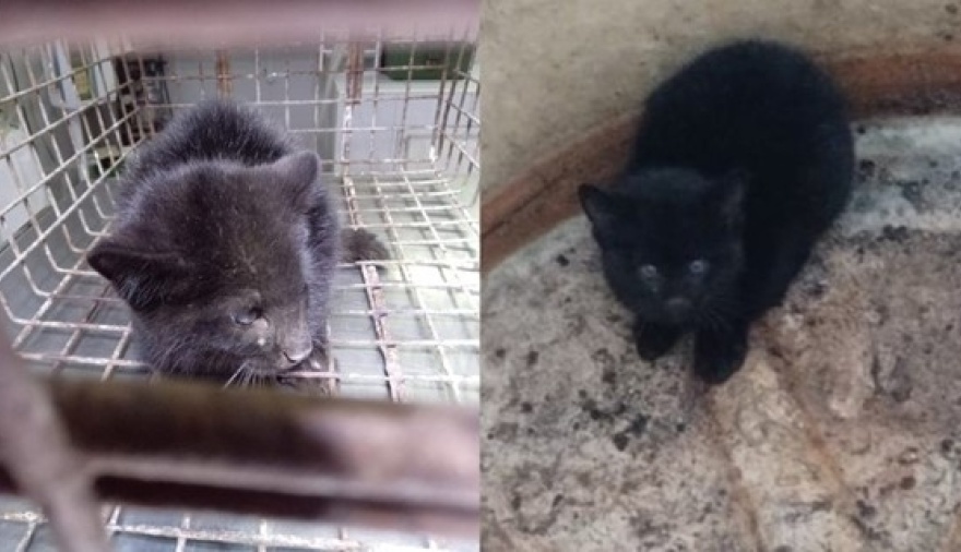 Rescataron un cachorro de gato montés que estaba atrapado en un tanque de agua en Rosario