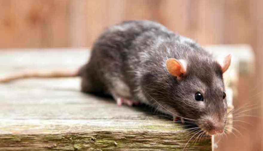 Recuerdan medidas para prevenir la leptospirosis