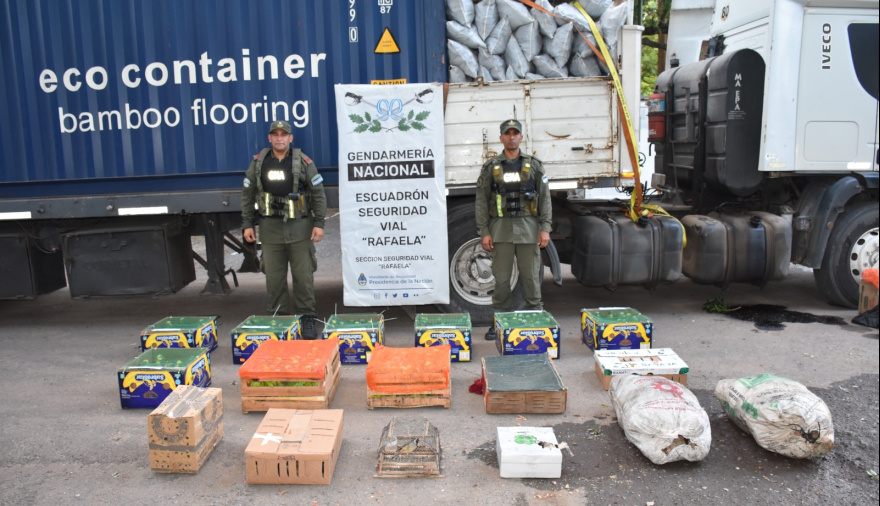 Más de 500 animales silvestres decomisados fueron trasladados al centro La Esmeralda