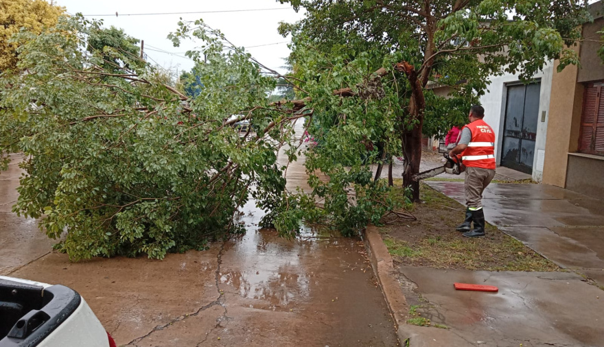 La tormenta dejó árboles y postes caídos en varios sectores de la ciudad