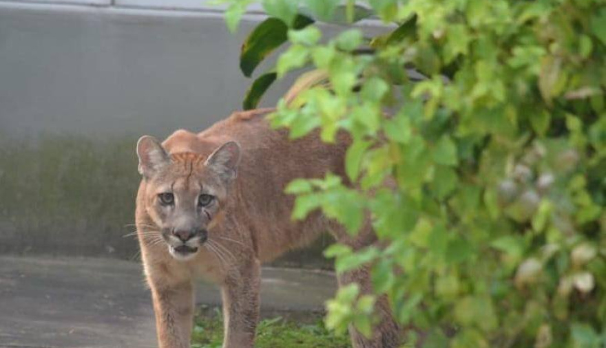 La policía rescató a un puma que deambulaba por la ciudad de Esperanza