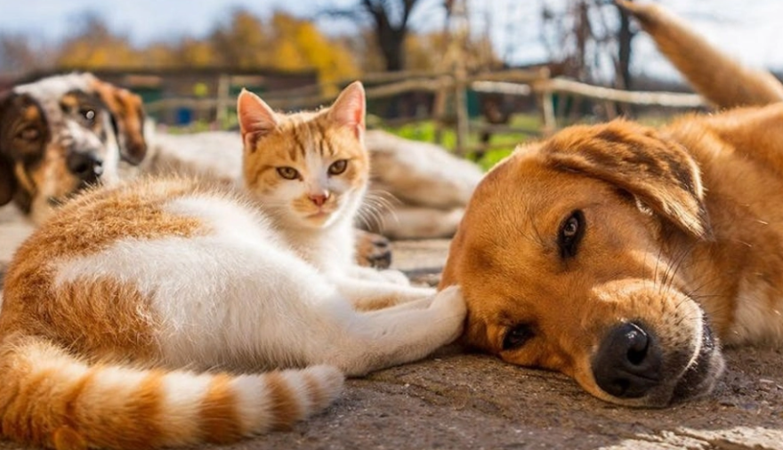 Jornada de castraciones y vacunación antirrábica en el Paseo Pedro Spina
