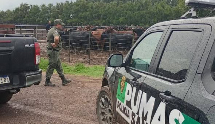 Hallaron en un feed lot de Chabás 161 vacunos robados en Santa Teresa