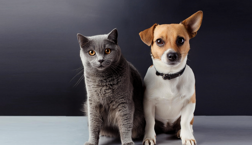 Continúan las castraciones y vacunación antirrábica