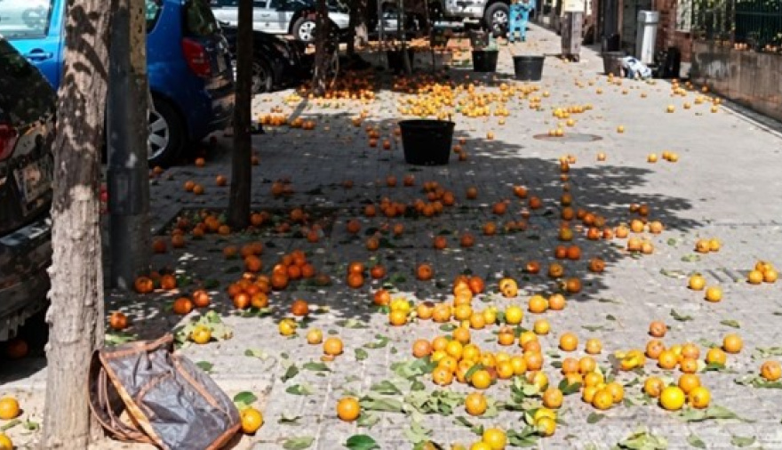 Las naranjas amargas de San Pedro despiertan interés  por su potencial uso farmacéutico