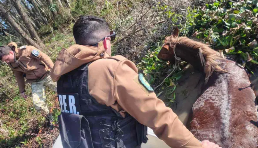 Rescataron a una yegua preñada que intentaba cruzar el arroyo Pavón