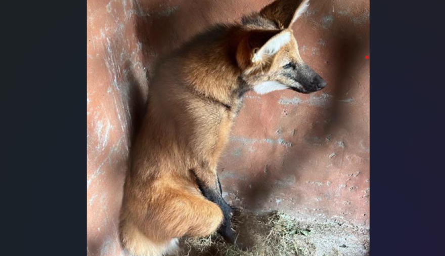 Un aguará guazú apareció en las calles de Puerto San Martín