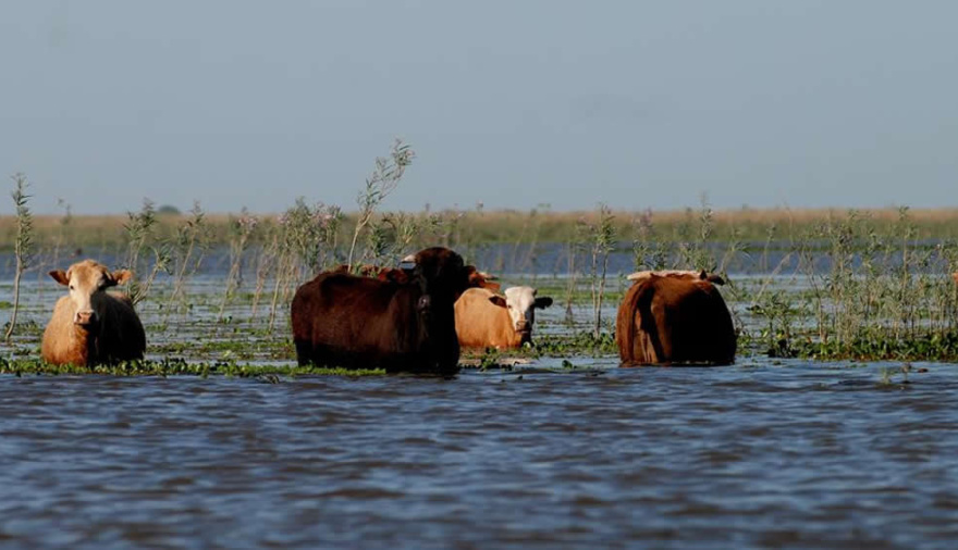 Pronostican que en Santa Fe la crecida del Paraná podría darse a mediados de agosto