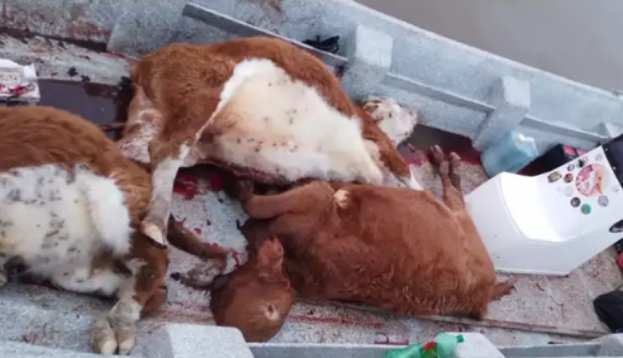 Un puestero enfrentó a tres cuatreros que llevaban terneros faenados