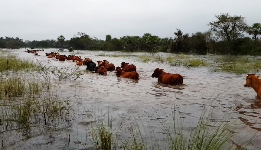 Tenes un campo, camiones o forraje disponible? Hacé tu oferta