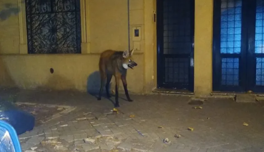 ¿Qué hacer ante un encuentro con animales silvestres?
