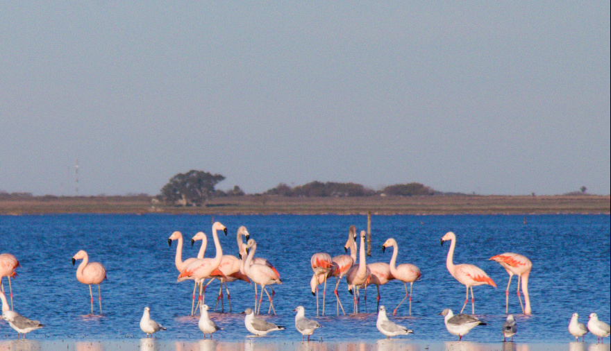 Flamencos en las lagunas de Santa Fe: un espectáculo natural único