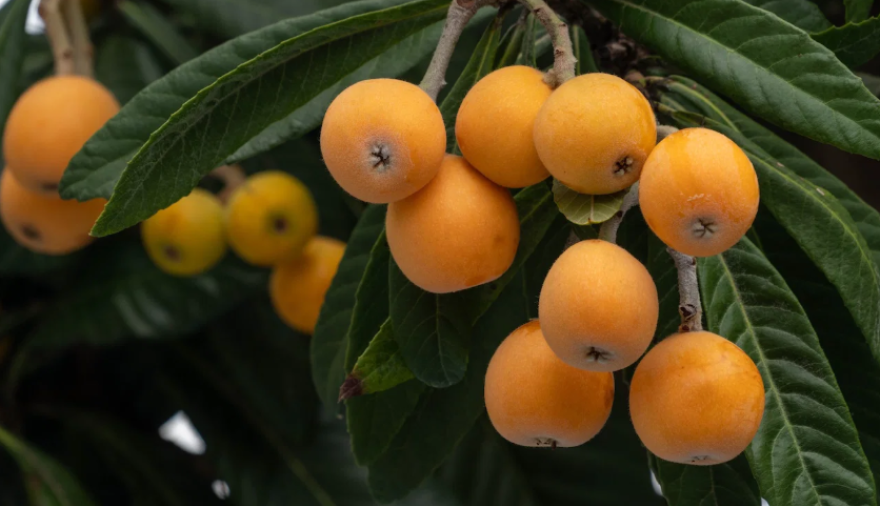 Nísperos: Una fruta deliciosa que puede comerse fresca o preparada en mil recetas