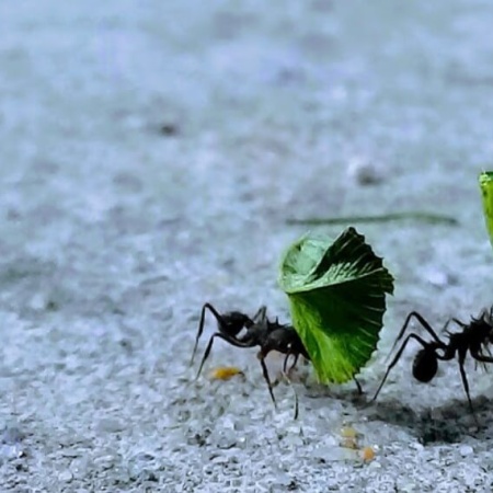 Hormigas: cómo es el método de control biológico para alejarlas de la huerta