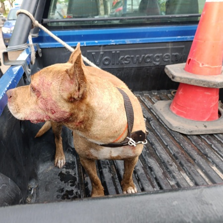 Un hombre quedó detenido por descuidar a su perro