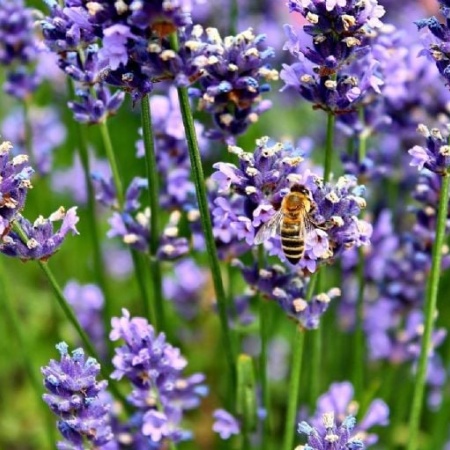 La forma correcta de podar la Lavanda para tener flores eternas