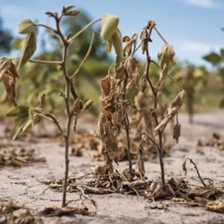 Desesperado rezo del campo a La Niña para que deje pasar agua y salve los cultivos