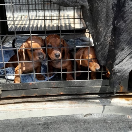 Rescataron a 3 perros salchicha y 11 gatos siameses de un criadero ilegal