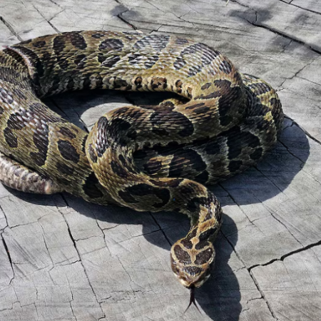Apareció una yarará en el parque de Oroño y el río