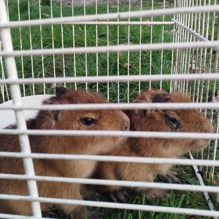 Rescatan dos crías de carpincho en una casa donde vendían "milanesas de capiabara"