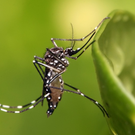 Aumentan los casos de dengue en Arroyo Seco pero sin riesgo de brote, según Salud