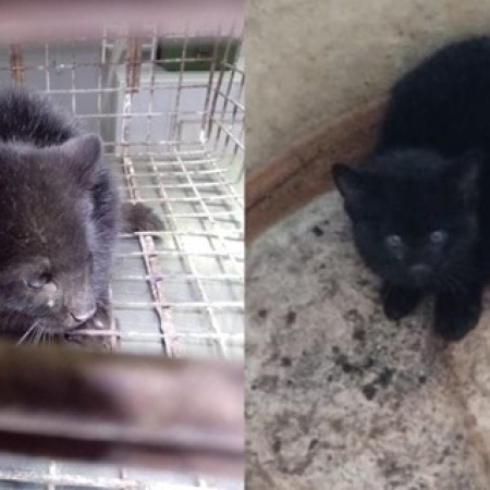 Rescataron un cachorro de gato montés que estaba atrapado en un tanque de agua en Rosario