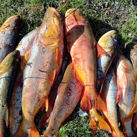 Decomisaron 300 kilos de pescado fresco en Arroyo Seco