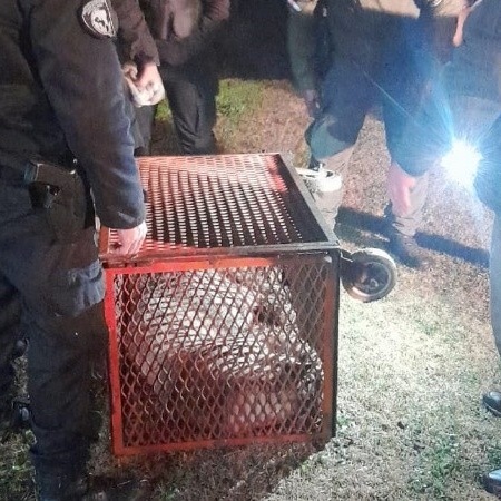 Apareció un puma en el patio de una casa