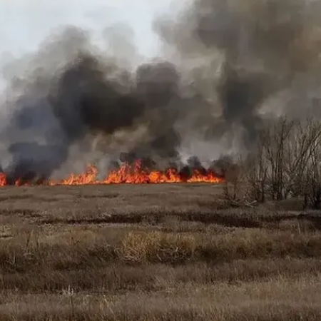 Tres apicultores de Villa Constitución irán a la cárcel por provocar un incendio en las islas