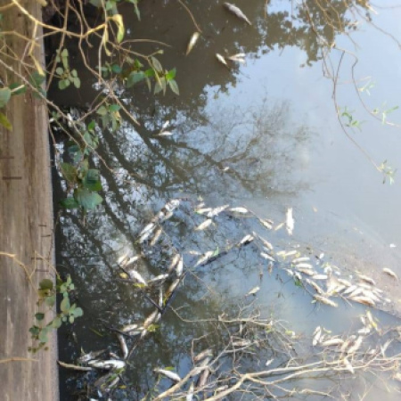 La Secretaría de Medio Ambiente respondió al pedido de análisis del agua del arroyo Seco tras la aparición de peces muertos