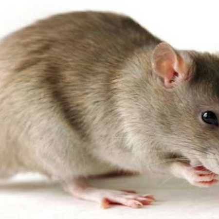 El departamento Rosario registra la mayor cantidad de casos de leptospirosis del país