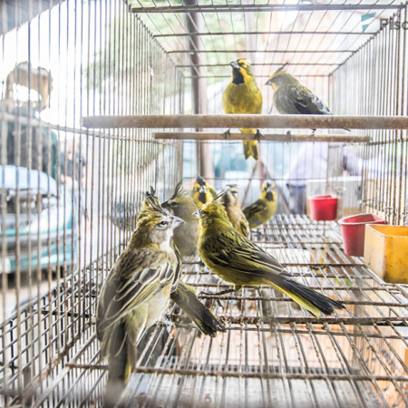 San Nicolás: procesaron a dos hombres por traficar y comercializar especies de aves protegidas