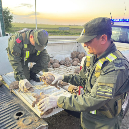 Gendarmería rescató 166 tortugas que llevaban ocultas en un cargamento de cebollas
