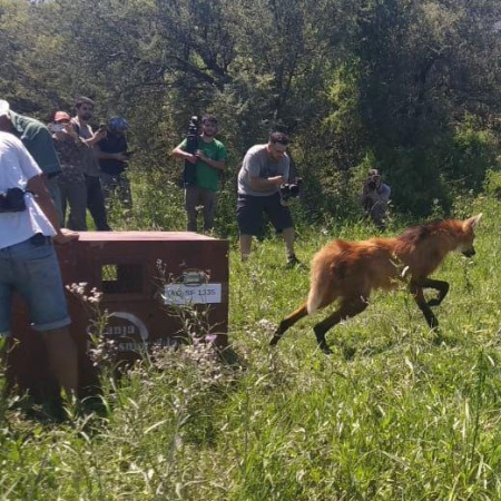 Provincia liberó 460 animales silvestres en sus hábitats naturales