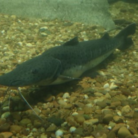 El sábado comienza la veda para la pesca de surubí