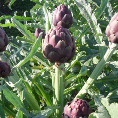 El INTA impulsa la innovación y la integración de la cadena hortícola