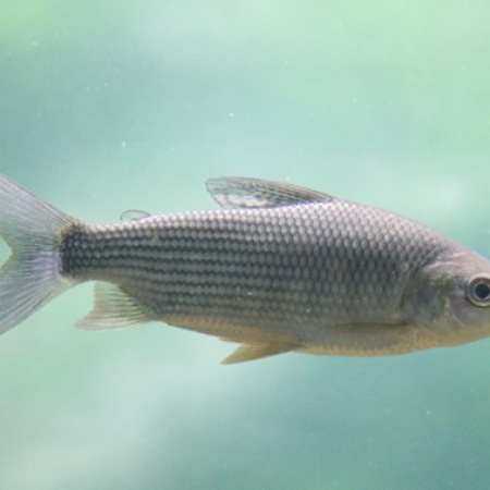 Por qué Santa Fe limitó la exportación de peces del río Paraná