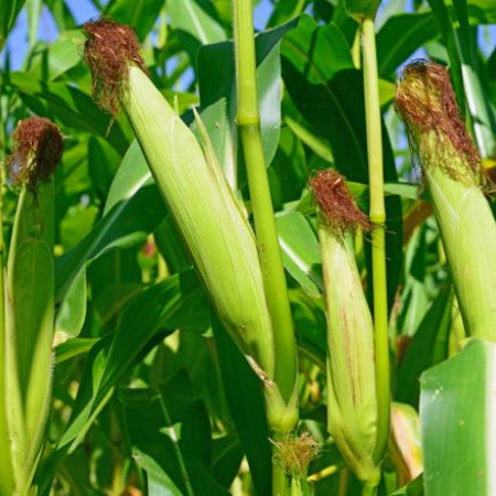 Las lluvias están acompañando el desarrollo de los cultivos de maíz en el 90% de la región núcleo