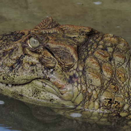 Santa Fe liberó a Ricardito, el yacaré que pasó más de 10 años en el Instituto Malbrán