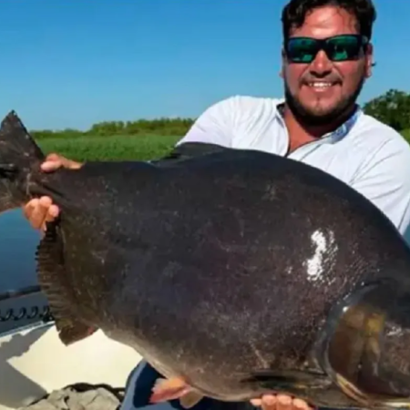 Récord: Pescaron un pacú  de 13 kilos en el río Paraná
