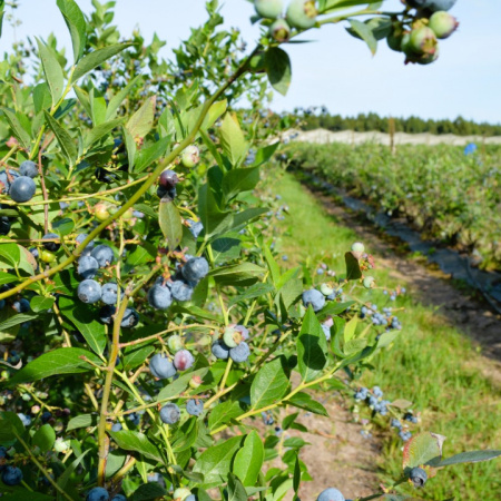 En 2025 se certificó exportación de más de 4200 toneladas de arándanos